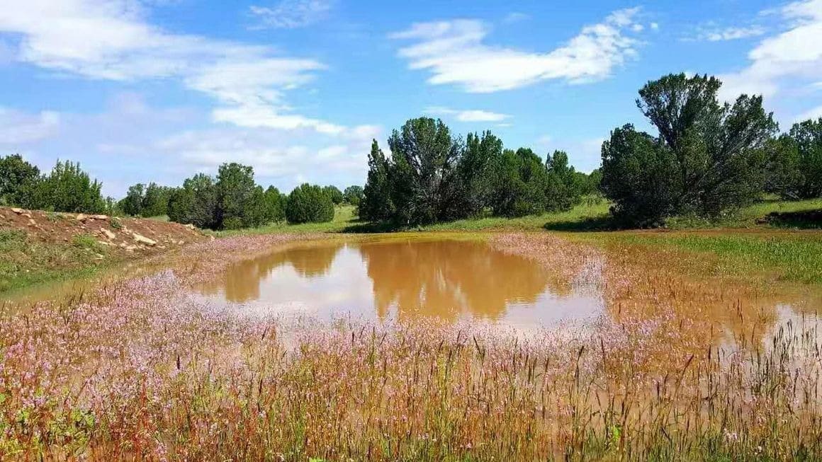 Serene pond surrounded by wildflowers and greenery.