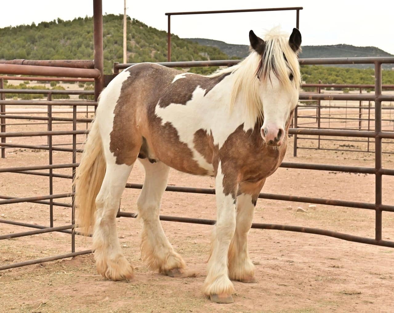 Spotted horse standing in corral outdoors.