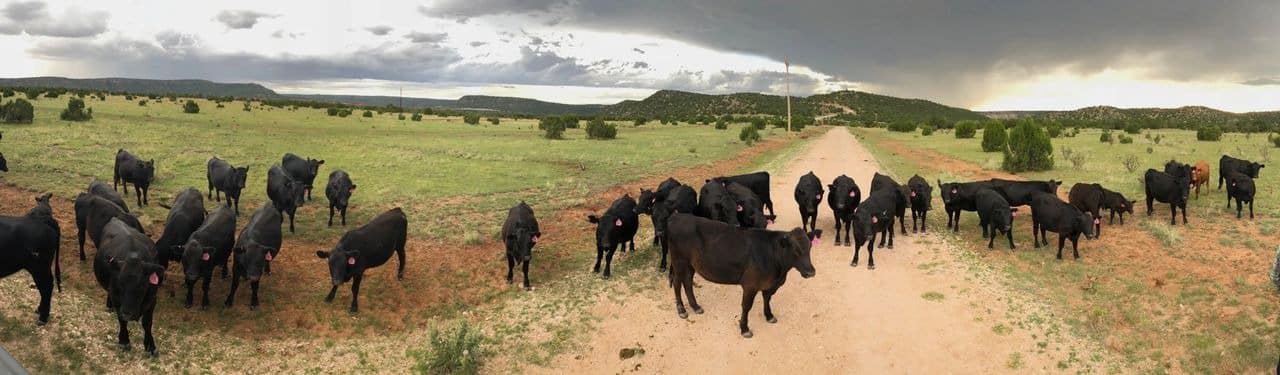 Herd of black cattle on rural road with stormy sky.