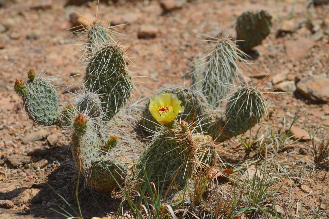 Blooming cactus in desert terrain.