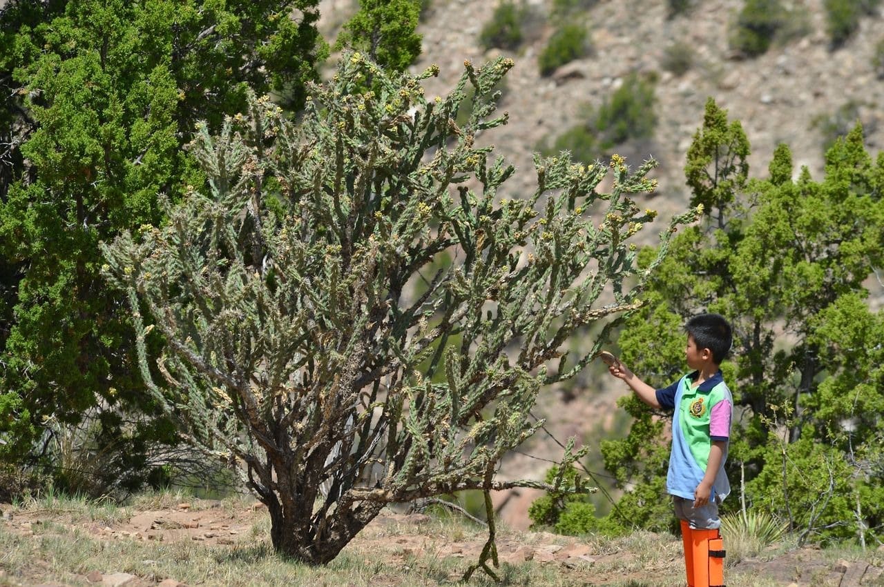 Child examining a large bush outdoors.