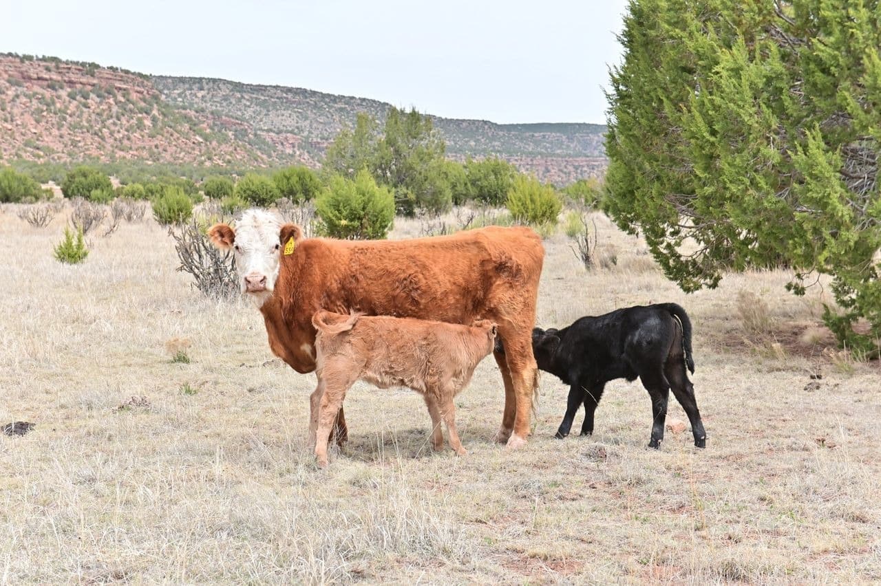 Cows grazing in a dry grassland setting.