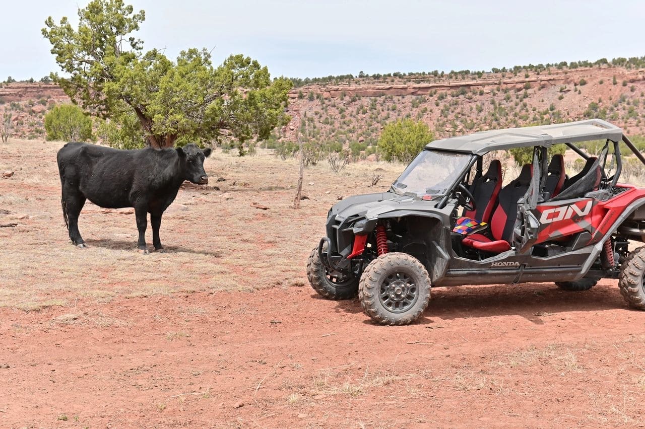 Cow standing near off-road vehicle in desert.