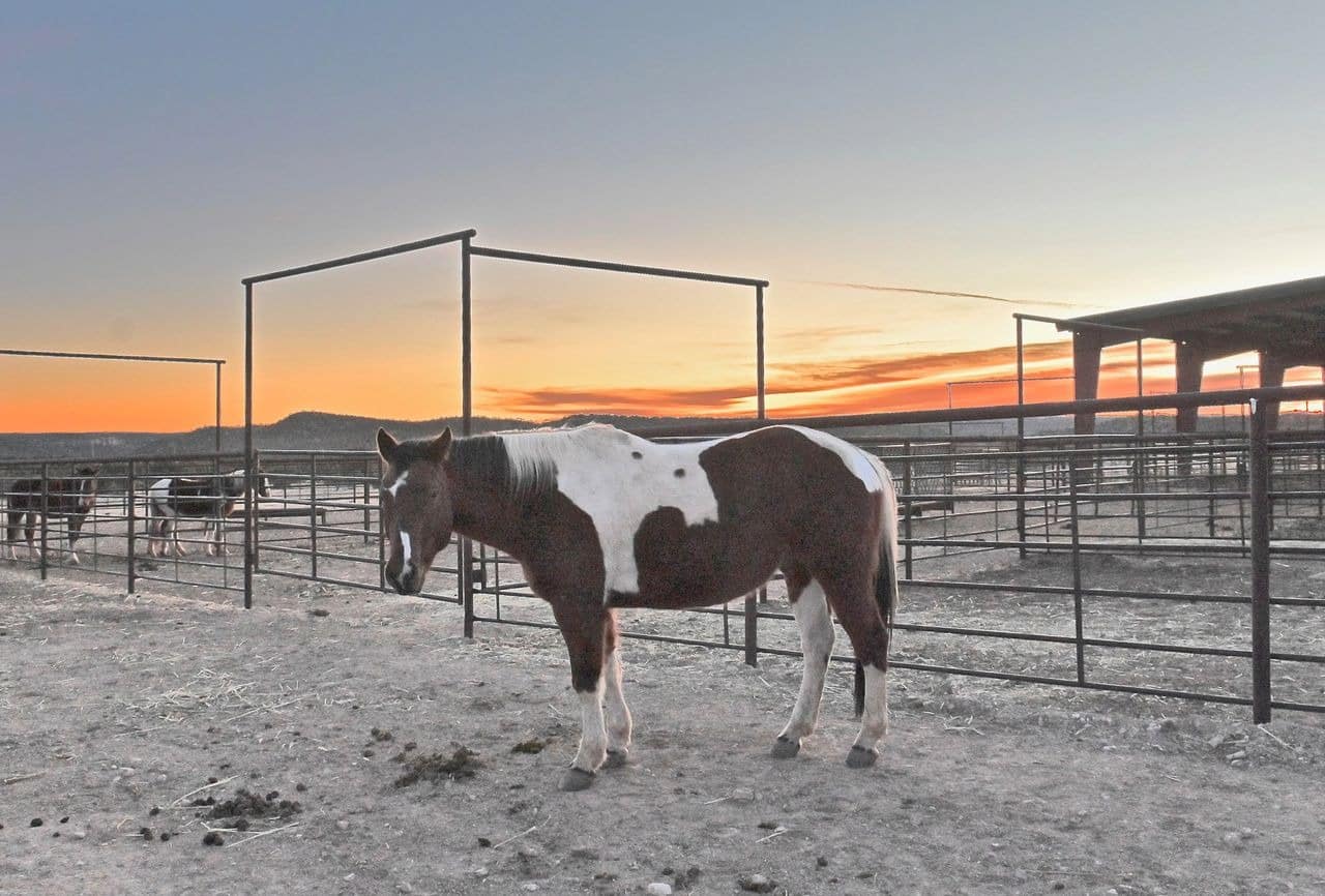 Painted horse in corral at sunset.