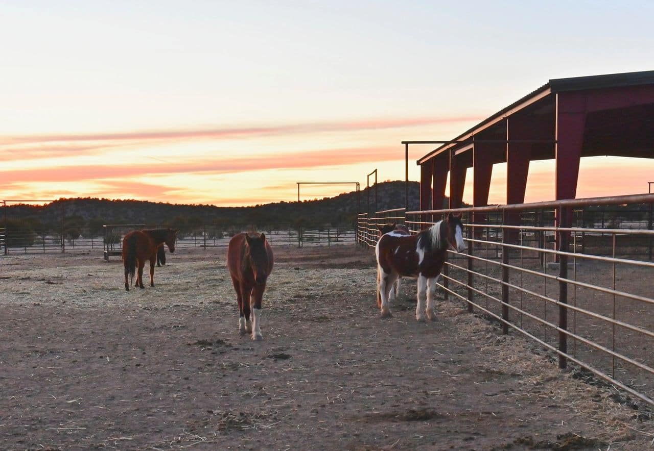 Horses at sunset in rural ranch corral.