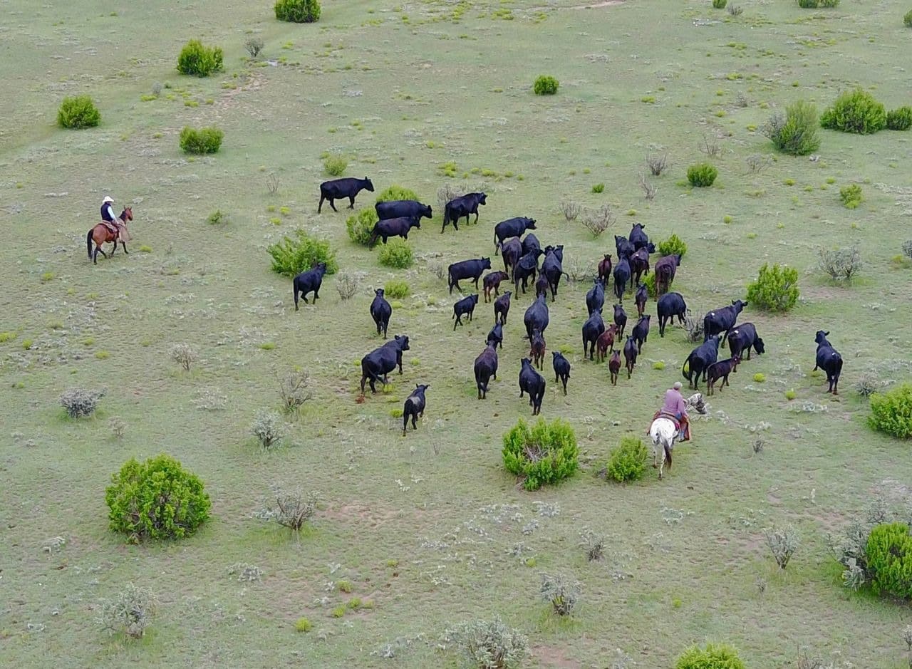 Aerial view of cattle herding with horseback riders.